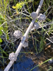 Allocasuarina emuina