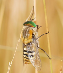 Scaptia patula