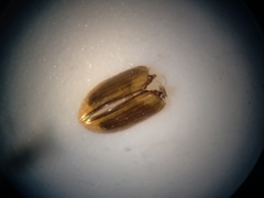 Labarrus cincticulus