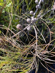 Allocasuarina emuina