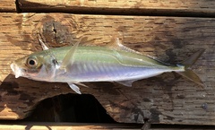 Trachurus symmetricus