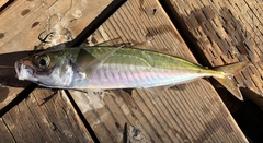 Trachurus symmetricus