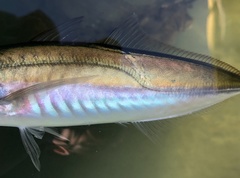 Trachurus symmetricus