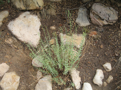 Heterotheca excelsior