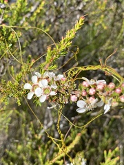 Leptospermum liversidgei
