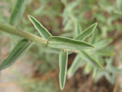 Heterotheca excelsior