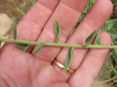 Heterotheca excelsior