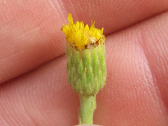 Heterotheca excelsior