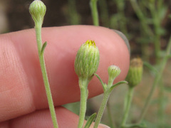 Heterotheca excelsior