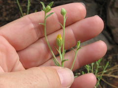 Heterotheca excelsior