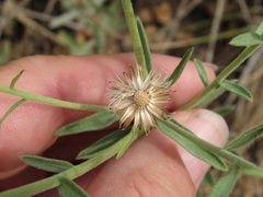 Heterotheca excelsior