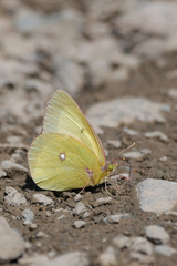 Colias occidentalis