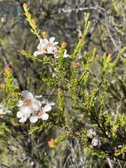Leptospermum liversidgei