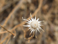 Heterotheca excelsior