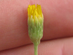 Heterotheca excelsior