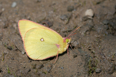 Colias occidentalis