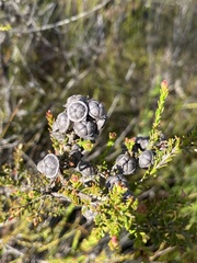 Leptospermum liversidgei