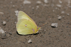 Colias occidentalis