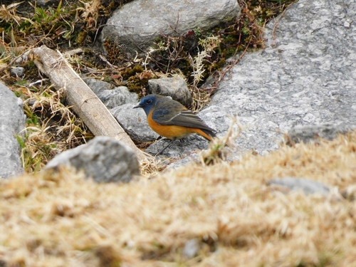 Blue-fronted Redstart (Phoenicurus frontalis), photo 3
