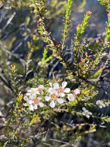 Leptospermum liversidgei R.T.Baker & H.G.Sm.