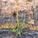 Astragalus gombo - Photo (c) djilali_tahri, algunos derechos reservados (CC BY-NC), subido por djilali_tahri