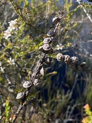 Leptospermum liversidgei