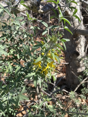 iNaturalist observation photo of Bladderpod