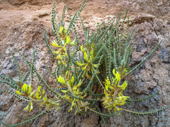 Astragalus gombo image