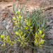 Astragalus gombo - Photo (c) Djilali Tahri, some rights reserved (CC BY-NC), uploaded by Djilali Tahri