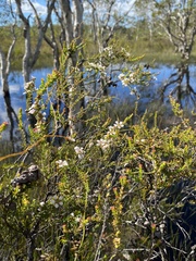 Leptospermum liversidgei