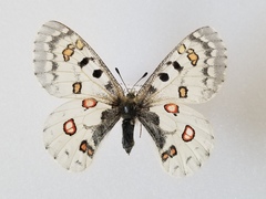 Parnassius smintheus yukonensis