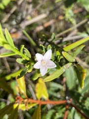 Philotheca queenslandica
