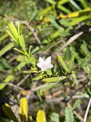 Philotheca queenslandica