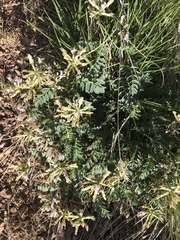 Astragalus cibarius