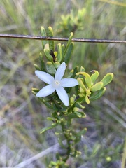 Philotheca queenslandica