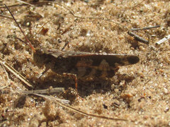 Spharagemon marmorata