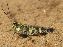 Spharagemon marmorata