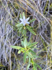 Philotheca queenslandica