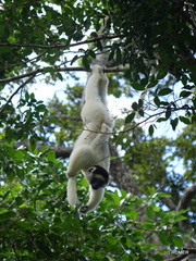 Propithecus verreauxi