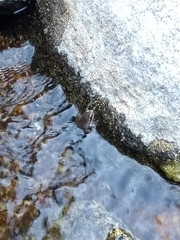 Pseudacris hypochondriaca curta
