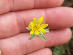 Heterotheca excelsior