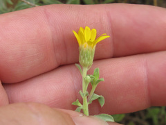 Heterotheca excelsior