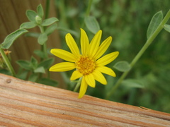 Heterotheca excelsior