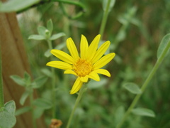 Heterotheca excelsior