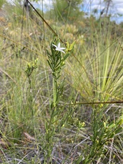 Philotheca queenslandica