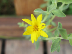 Heterotheca excelsior