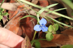 Commelina cyanea