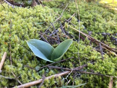 Piperia