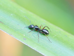 Camponotus innexus