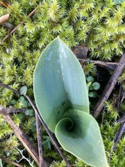 Piperia